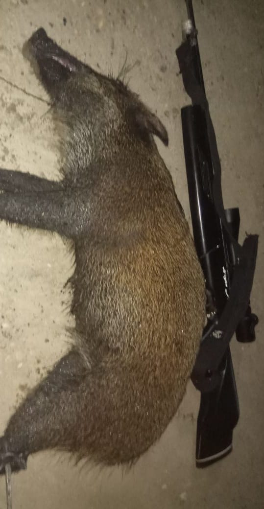 Goppul Night Furry Akurasi Tinggi: Inovasi Senapan Angin Kebanggaan Indonesia